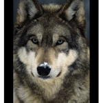 Wolf gurlll