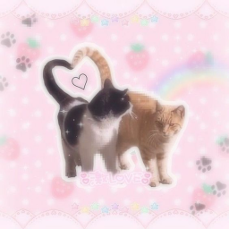 🐾🎀(๑´ω｀๑).