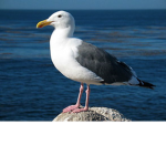 The Seagull Clan