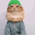 habibi cat