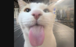 dog squad also cats