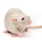 True Rats
