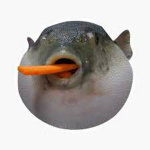 Anti-Pufferfish Discrimination Program