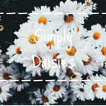 SimplyDaisies