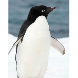 Penguin Highway HQ