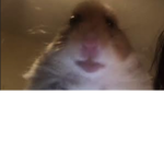 Hamster’s go to school