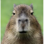 Capybara Clothing