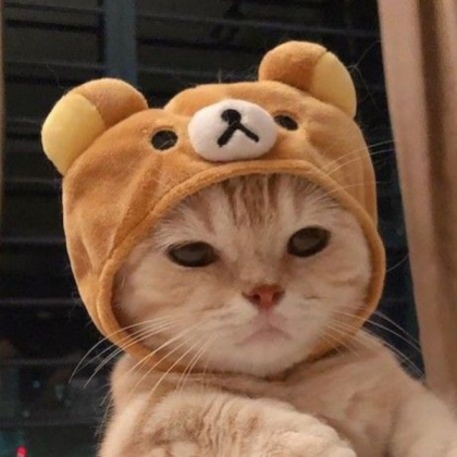 Cute Cat Roblox decal