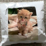 The Power Of Meow