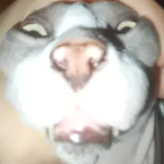 Lordus Cattus