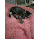 Kittens391!
