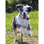 Fun place dog house