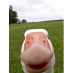 DUCK DUCK G0OSE