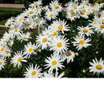 Flower Daisy!
