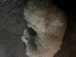 Doggy :)
