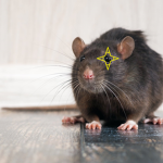 THE RAT CULT!