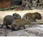 Capybara Colony!