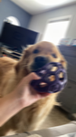-Club doggo-