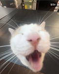 silly cat liker gang