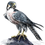 Falcons' Nest