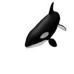 Orca Whale
