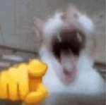 The cat laughing at you because you poor