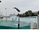 The cute dolphin group