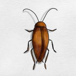 The Meme Roaches!