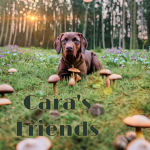 Cara’s Friends