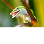 We Love Lizards!