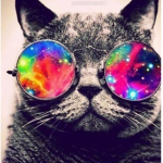 Group Of Hippie Cat