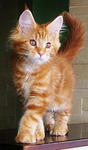 TCC (Tabby Cat Clan)
