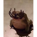 fuzzbuck