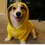 ClubCorgi