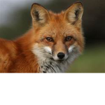 Foxy's club was taken