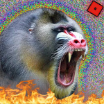 Mandrill Clothing!