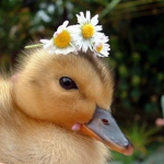 Ｈａｉｌｙ＇ｓ ｄｕｃｋｓ