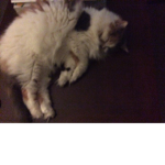(The evil cats official)
