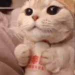 Are you going to finish that poop