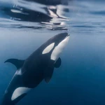 'Orca Group Thumbnail