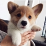 The Corgi Pack!!!