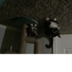 Maites cats group
