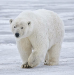 polarbear society