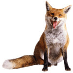 Foxy Hotels
