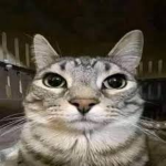 super gato amigos
