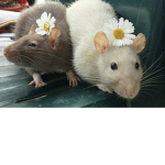Pretty.Ratz