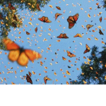 ~*Butterfly beauty aesthetics*~