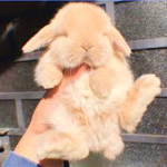 A Little World For Bunnies
