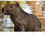 we the best capybaras