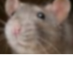 Rat United family